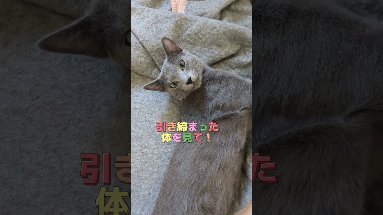 小さな恋人🐈‍⬛💗  #ロシアンブルー #russianblue #子猫