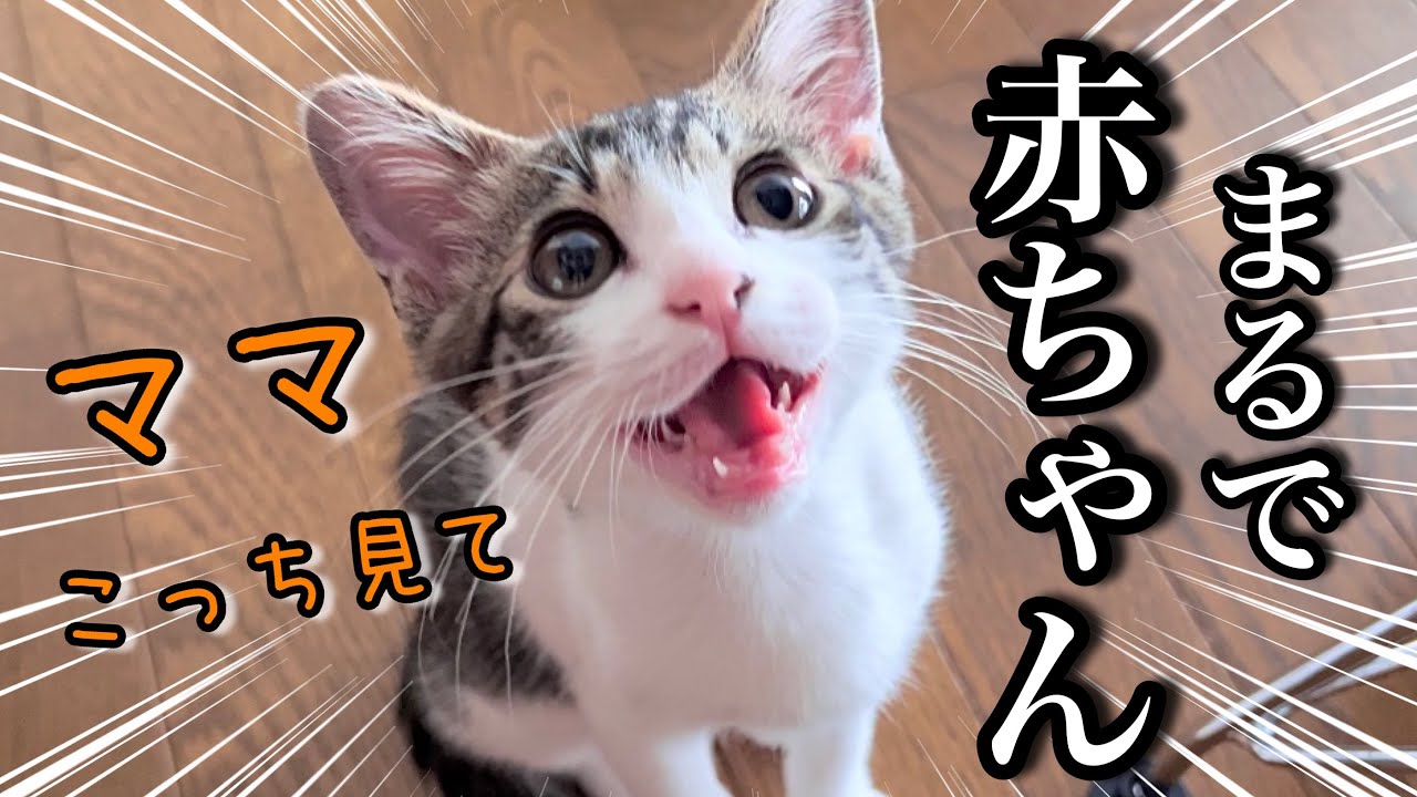 人間の子供みたいに、鳴きながらついてくる甘えん坊子猫が可愛すぎる【保護猫】