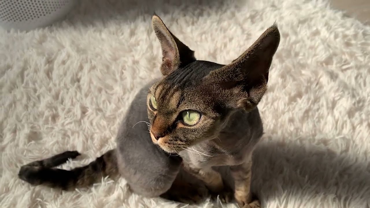 絨毯の上でグルーミングするデボンレックス子猫です(Devon Rex kitten grooming on the carpet)
