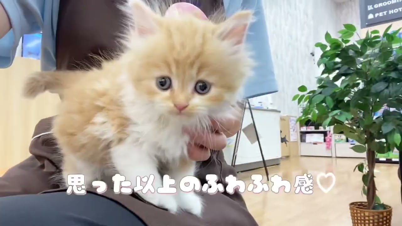 【 ラガマフィン 】想像を超えるふわもこの男の子♪