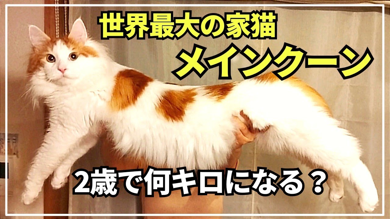 まるで犬!?世界最大の家猫メインクーン♂2歳【子猫期〜現在まで成長を振り返り】