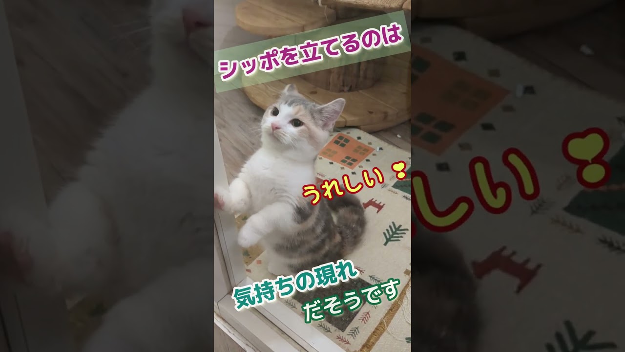 パステル三毛のマンチカン！希少価値あるのに、価格が…？〈猫のシッポの動きで猫の気持ちが分かる！〉【しずくん動画ショート特別子猫編】#マンチカン#猫のシッポの動き#ダイリュートキャリコ#shorts