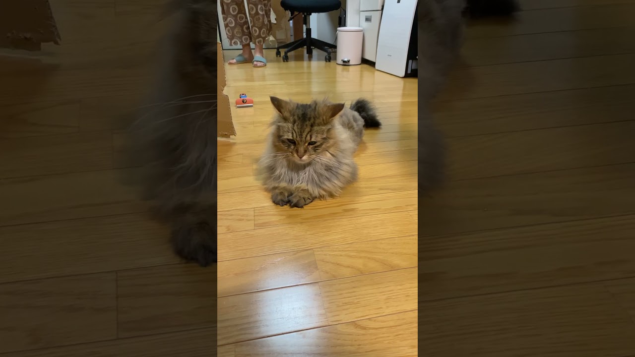 かまって欲しい飼い主とガン無視する猫【サイベリアン】 #shorts