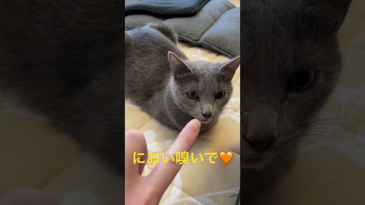 クンクンの気分じゃない猫（ロシアンブルー）#shorts