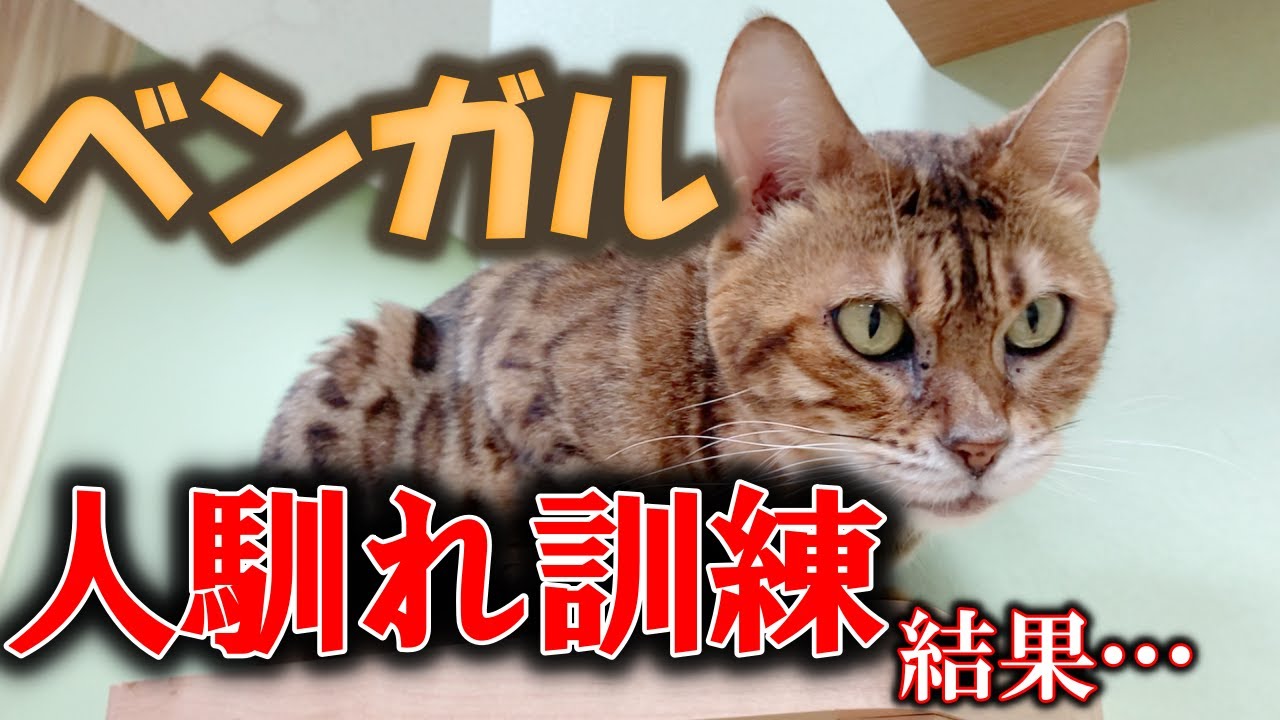 繁殖場で帝王切開されたベンガルが人馴れ訓練を頑張った結果