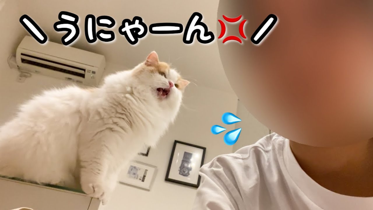飼い主の耳元で叫んで怒る猫に困っています...