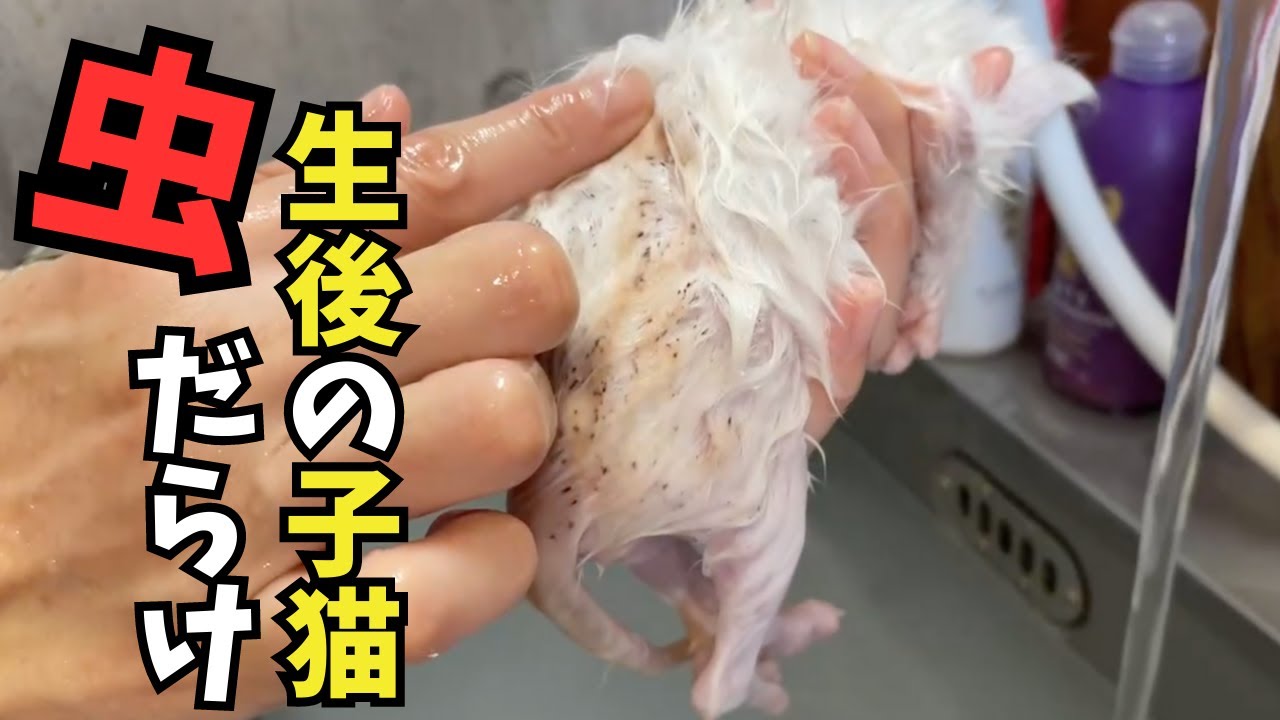 生後３週間の子猫はノミだらけ。保護2日目。シャンプーしたらチッコ、うんち出てきた…