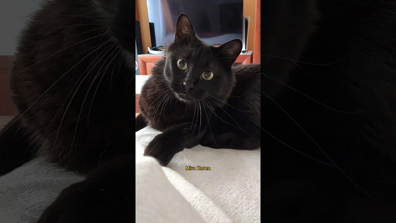 Lo más inaceptable 😾