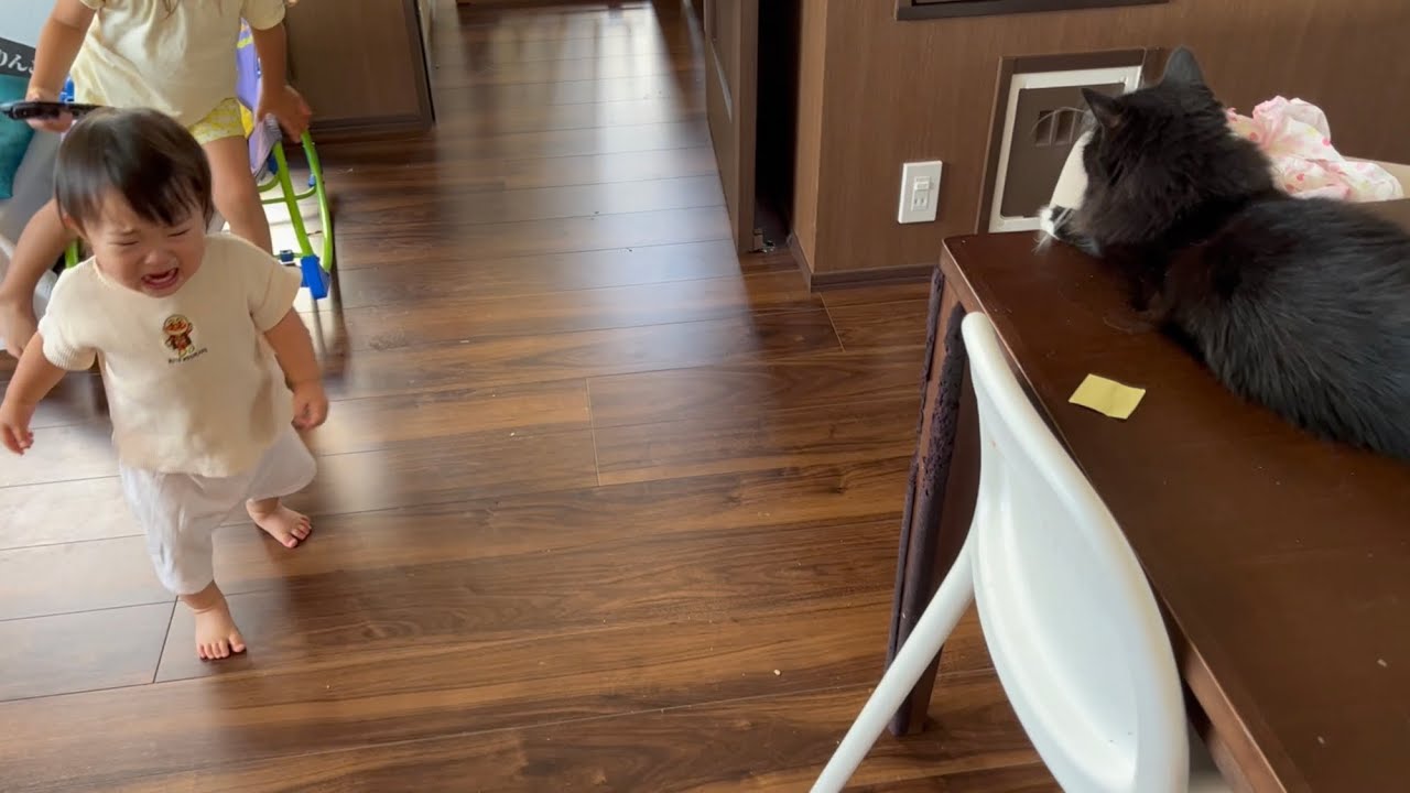 ルンバから逃げ惑う赤ちゃんを安全地帯から高みの見物をする猫　ラガマフィン　A cat watching a baby running away from a roomba