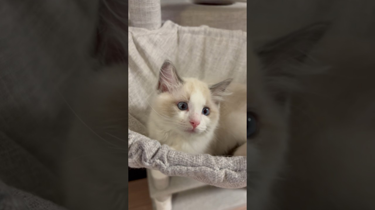 ハンモックでお出迎え【生後2ヶ月ラグドール女の子 】 #猫 #ラグドール #ねこのいる生活 #ねこ #子猫 #cat #japan