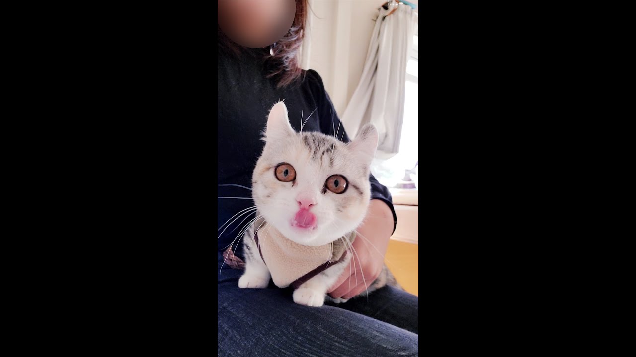 [子猫] ママに甘えてくる子猫はこちらです  #S15