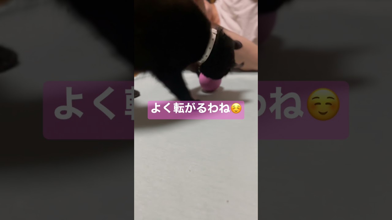 何でも猫様のおもちゃにしちゃう🐈‍⬛リカバリーボールはエマ様のものになりました🫶#shorts #cat #ねこ #アメリカンカール #猫 #猫のいる暮らし