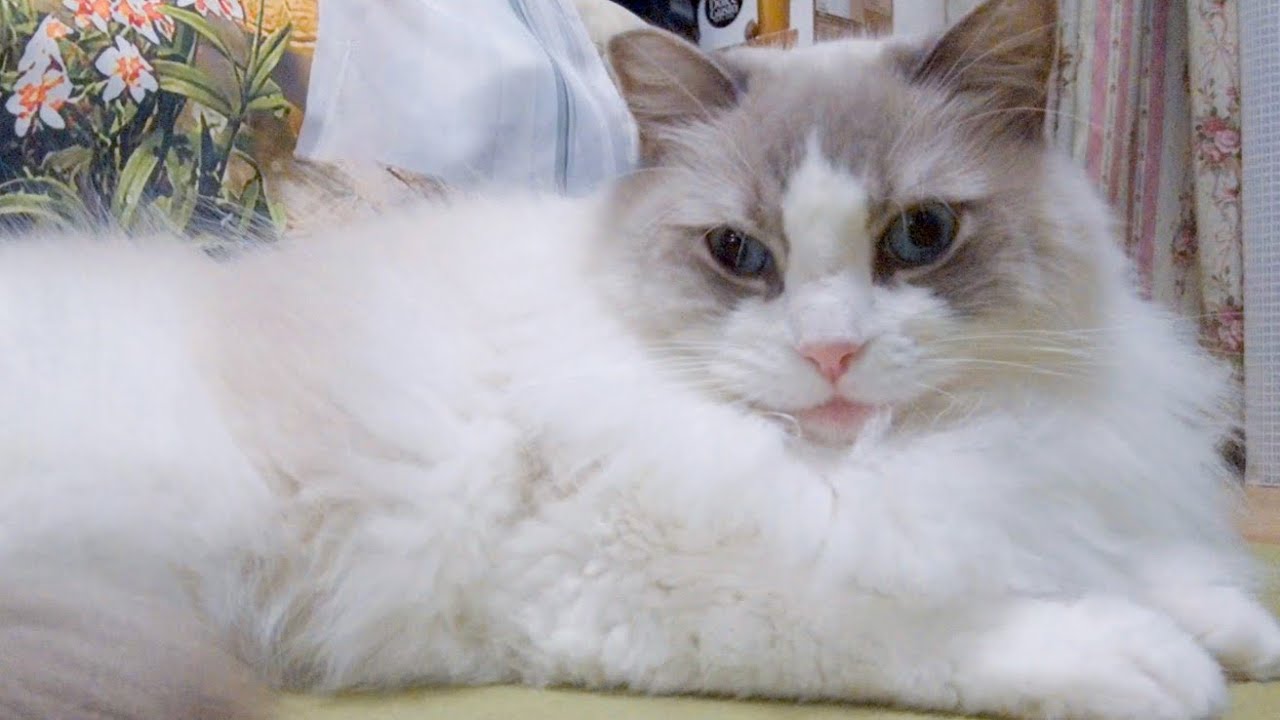 【猫の十戒】猫を飼う人は知っておきたい掟（ラグドール）