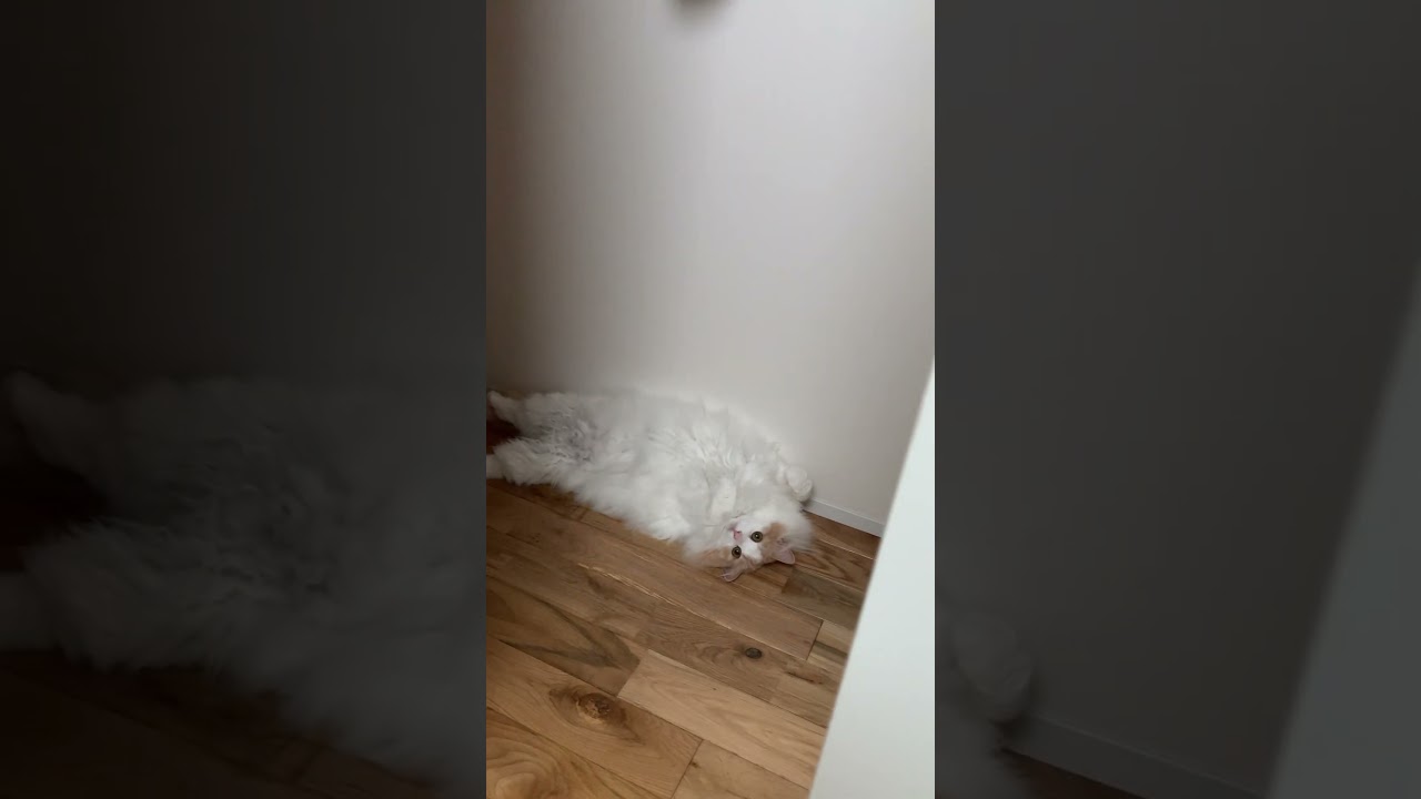 #ノルウェージャンフォレストキャット #ぴぴ のび