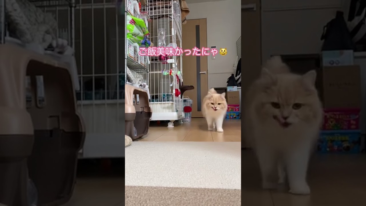 食後の野生感が凄い猫🐈
