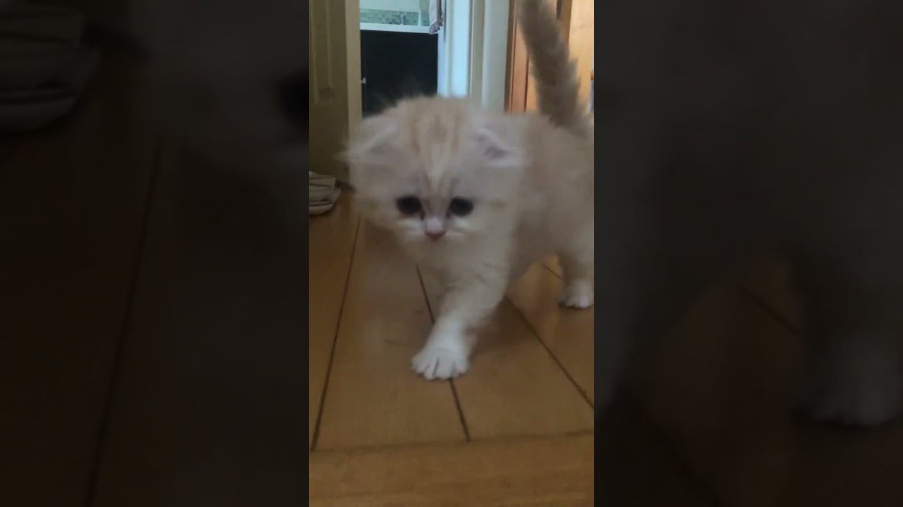 子猫の独特な間合いの詰め方が可愛いすぎる！【ミヌエット】#Shorts