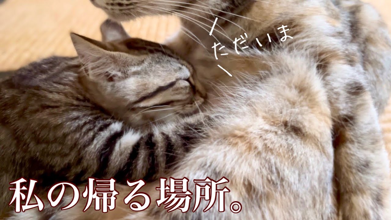 【小さな保護猫ちゃん】ひとりぼっちだった子猫が見つけた安らげる居場所。#cat #保護猫