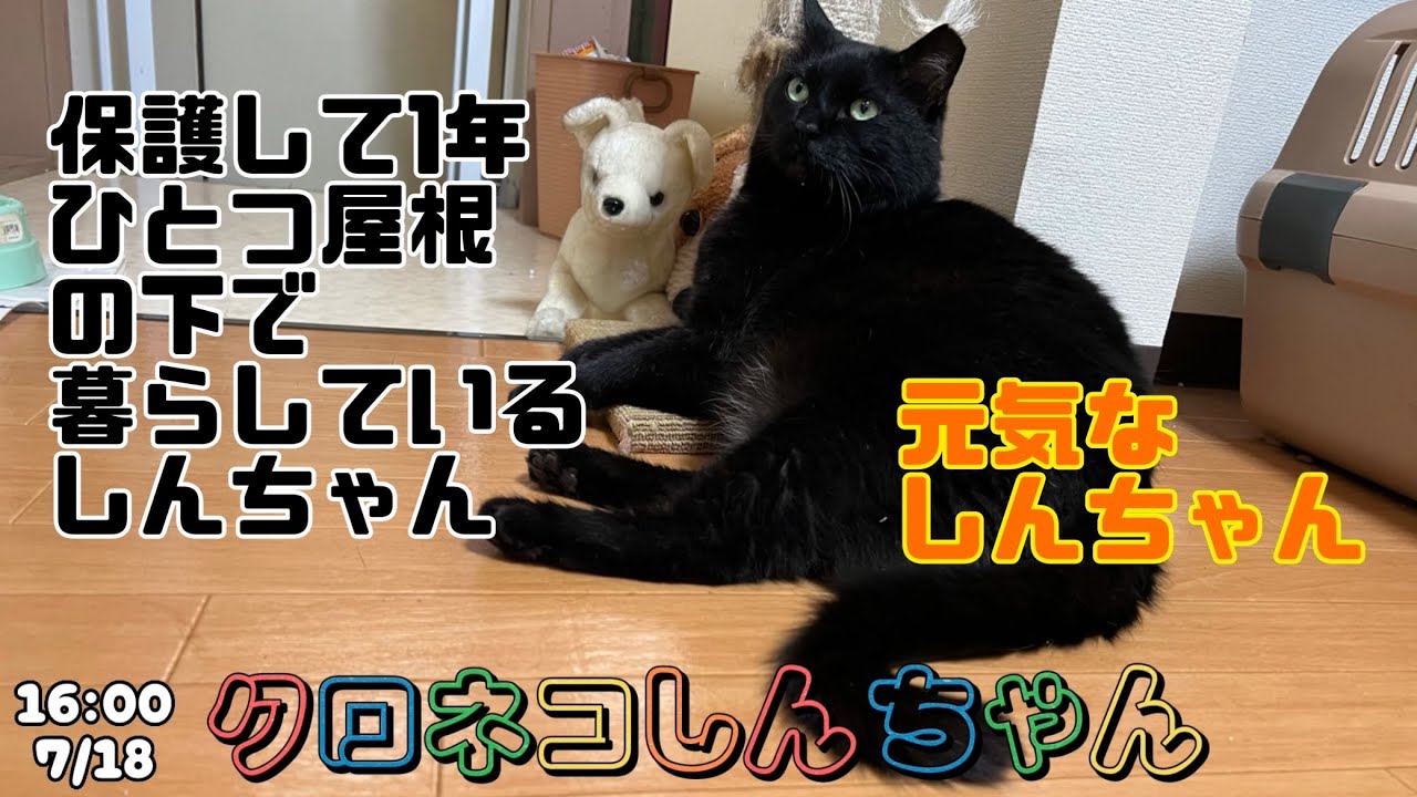 ひとつ屋根の下に暮らす様になって1年と2ヶ月と5日が経ちました〜保護して1年 16:00 7/18