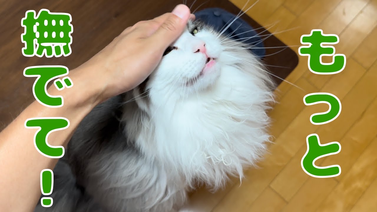 飼い主と1週間離れた猫の様子【メインクーン】