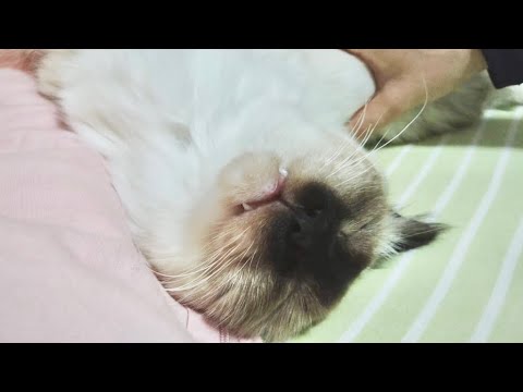 口元ゆるゆるで爆睡する猫がかわいすぎる【バーマン】