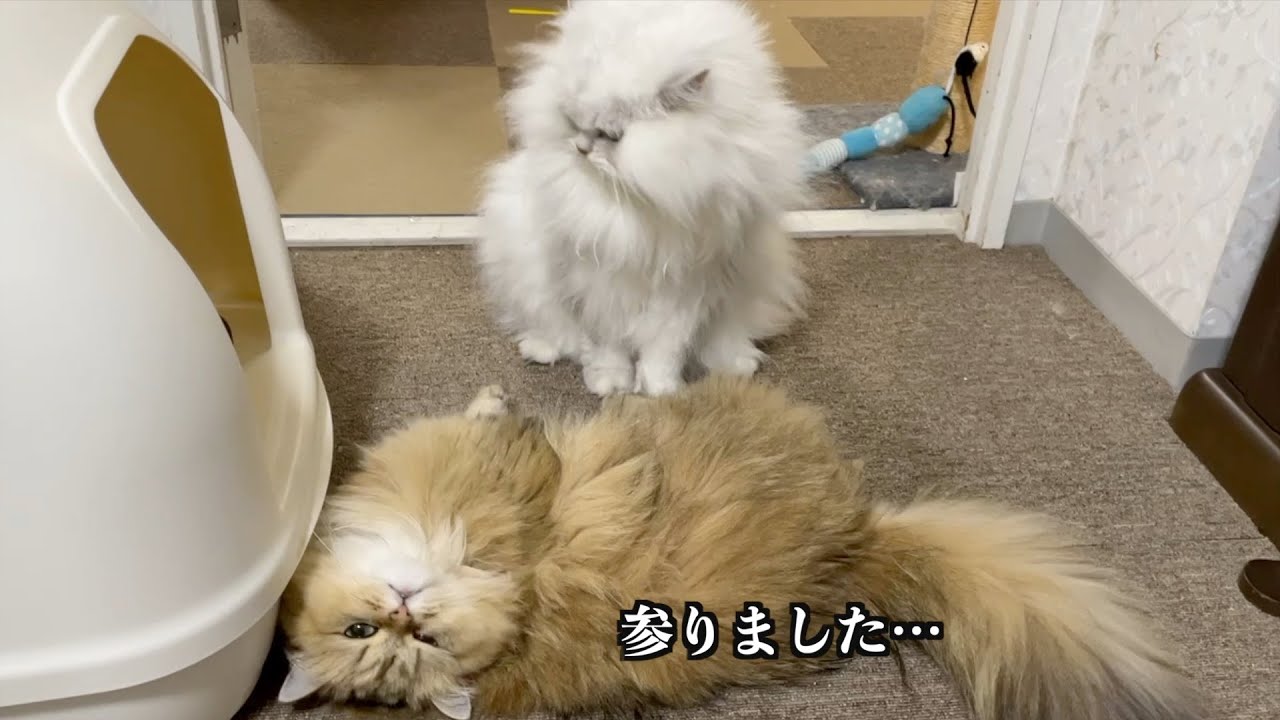 【ペルシャ猫】3ニャンズの日常❣️微妙なニャンコ関係が毎日楽しすぎる‼️