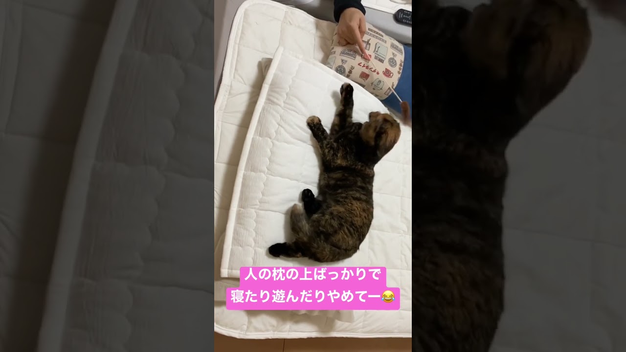 #ねこ動画  #ショート  #shortsvideo  #shorts  #スコティッシュフォールド
