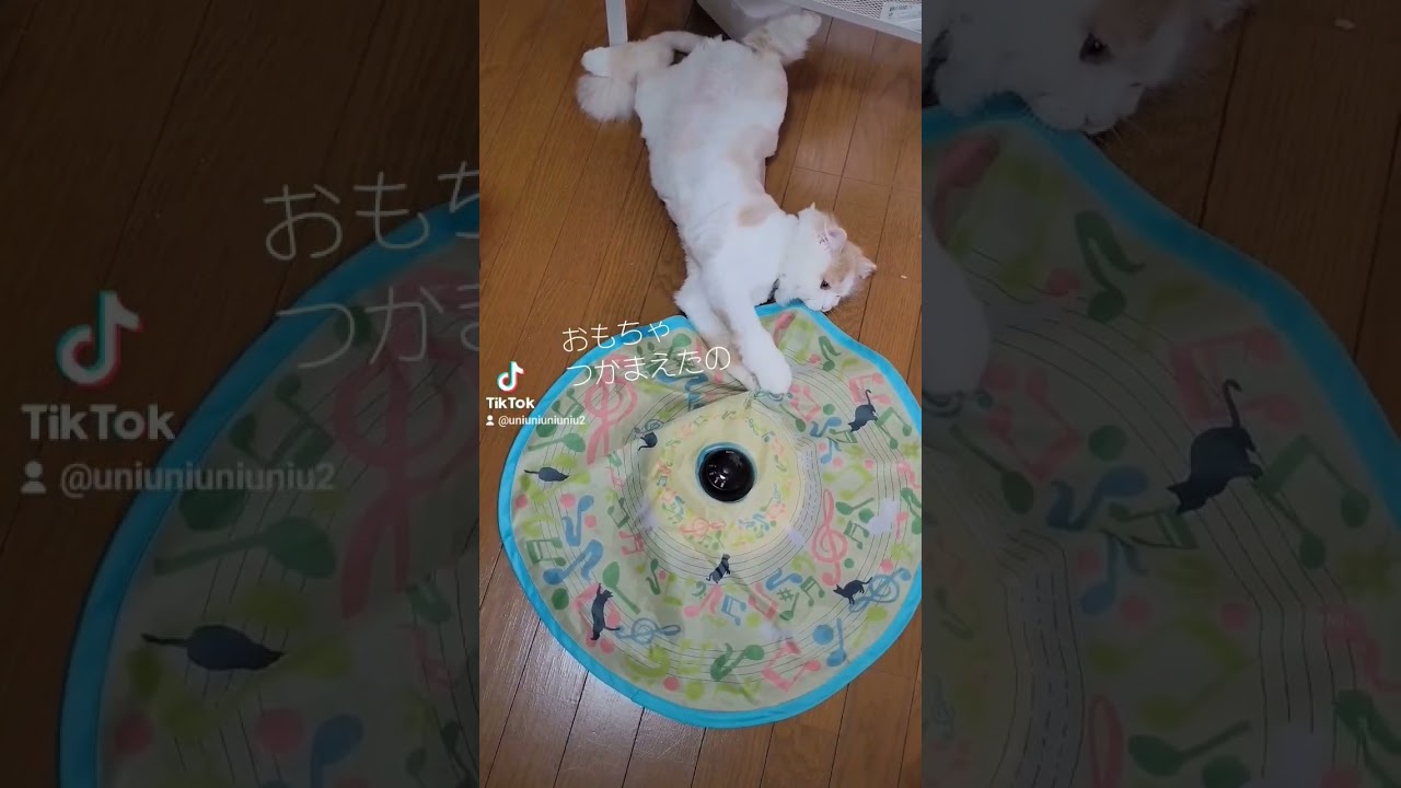 あぐあぐ子猫 #ラガマフィン #猫動画 #子猫 #cat #癒し #サマーカット