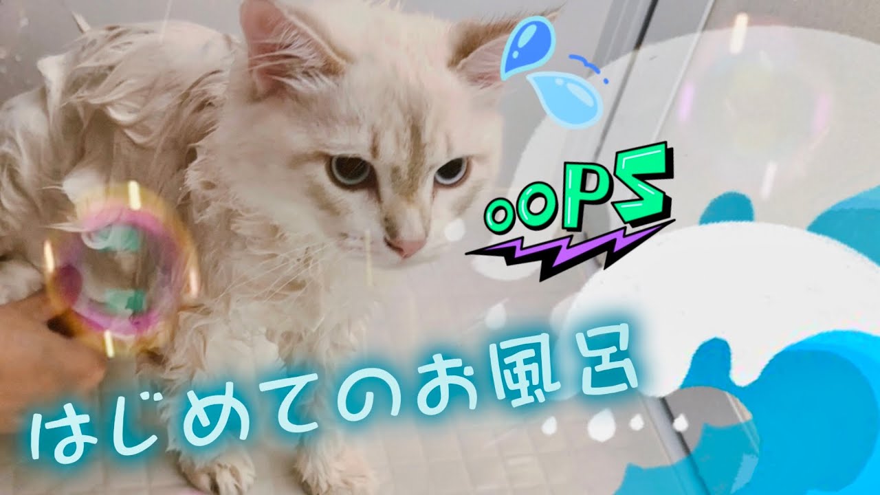 初めてのシャンプー -しおくん編- サイベリアン子猫と仲良くお風呂