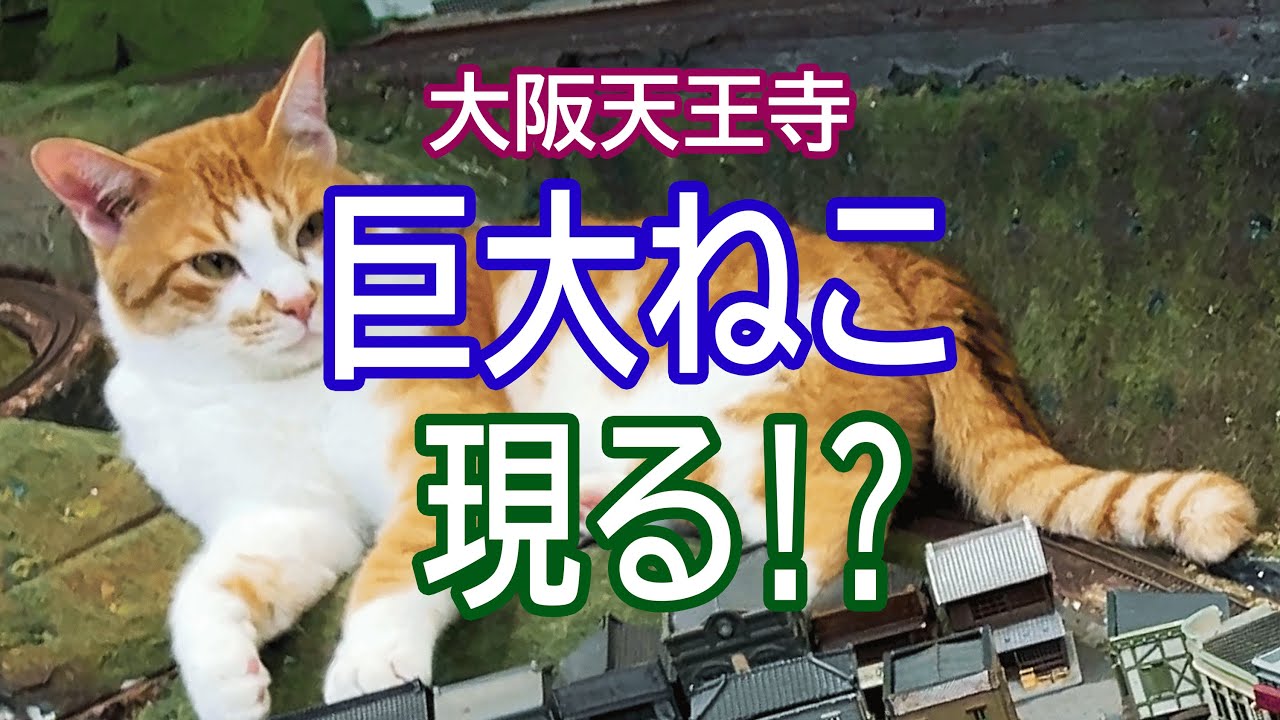 【旅情報 - 猫カフェ / まなびねこ】巨大ねこ現る？　大阪天王寺の猫とジオラマの食堂をご紹介します
