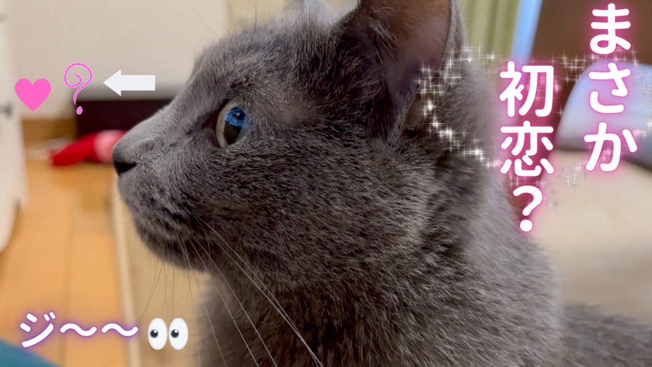 そらちゃんの初恋(？)相手がこちらです（ロシアンブルー）