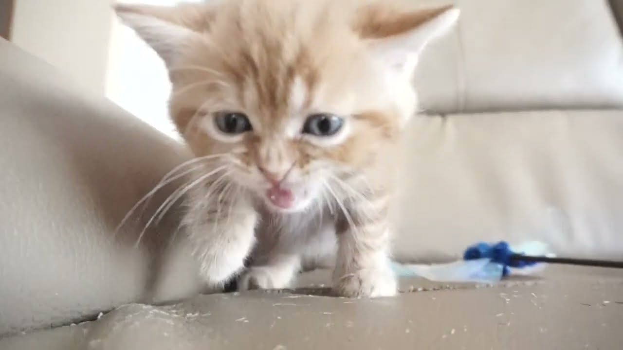 セルカークレックス子猫　2023.6.14産まれ 　レッドタビー　　女の子　シーダキャット猫のお店