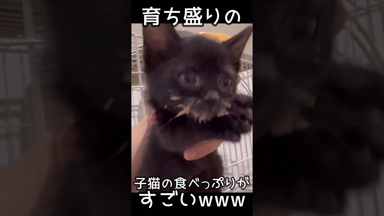 子猫の食べっぷりがすごい！#shorts #ねこ