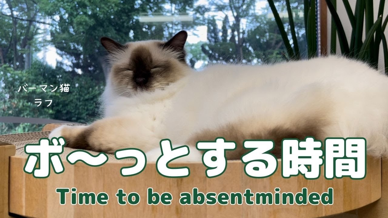バーマン猫ラフ【ボ〜っとする時間】Time to be absentminded（バーマン猫）Birman/Cat