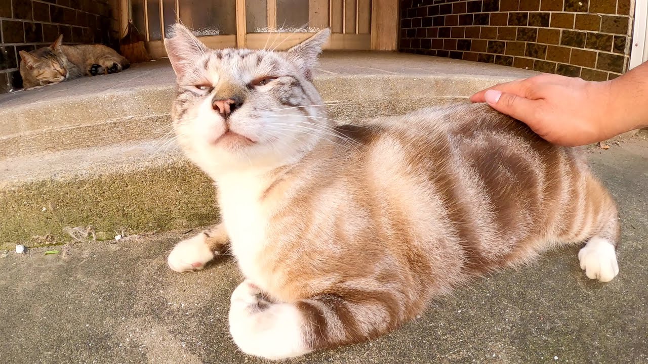 アメショー柄のシャム猫が少しずつ警戒心を解いてモフらせてくれた