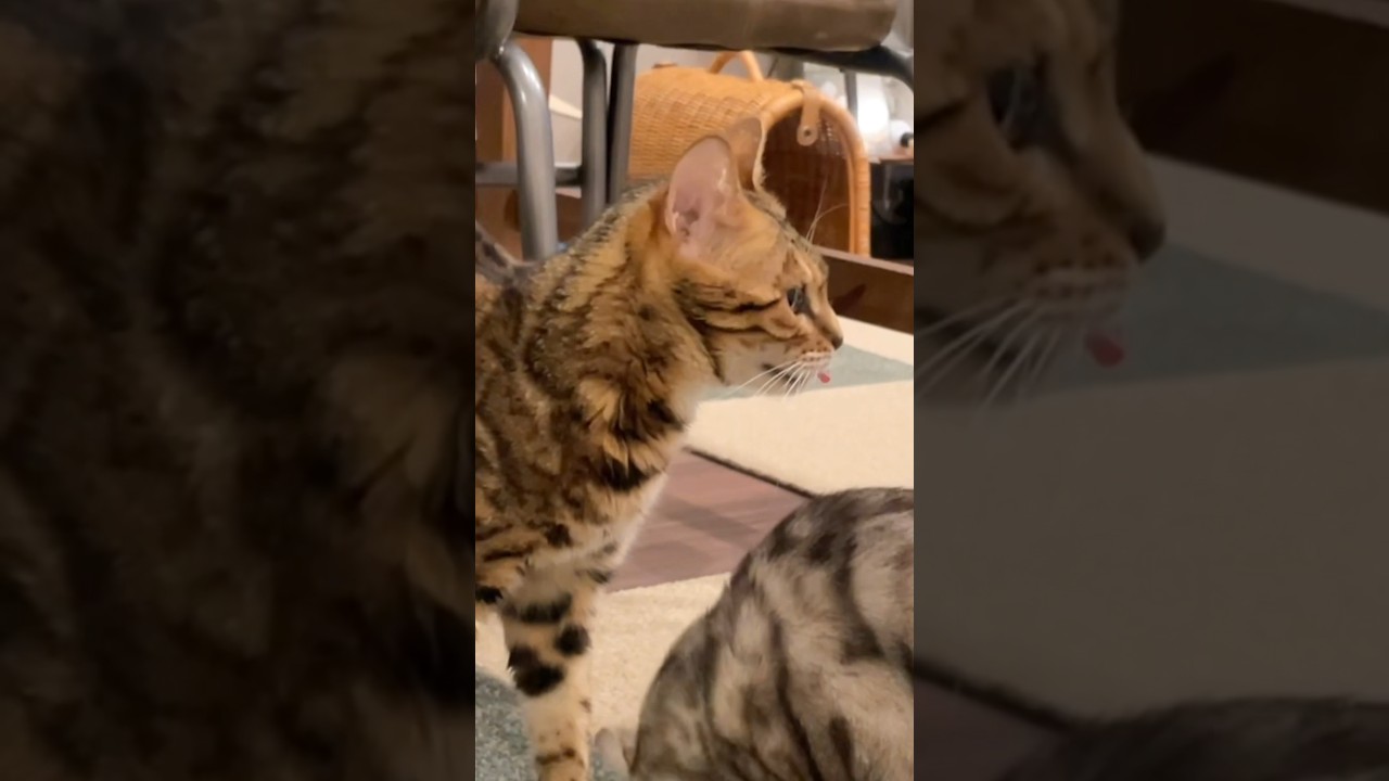 フレーメン反応を期待したのに予想外の反応をされ引く飼い主 #ベンガル #ルトロゼ #猫