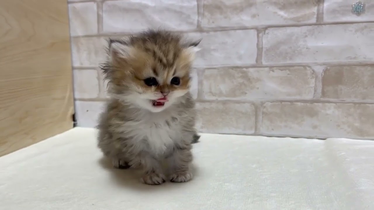 ペルシャ（チンチラ） おめめくりくりシェーデットゴールデン（ロングヘアー）の女の子。