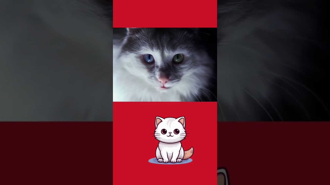 😺🐈‍ Angorá alpinista?