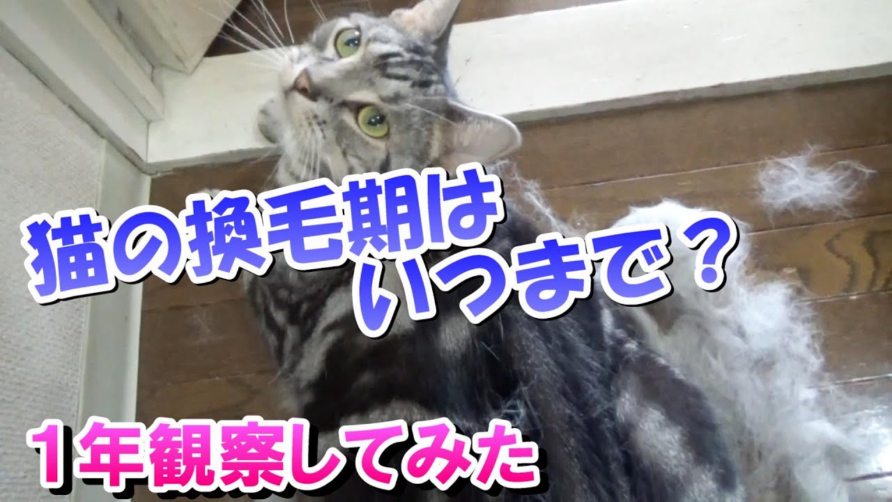 猫の換毛期はいつからいつまで？１年観察した結果！抜け毛の季節