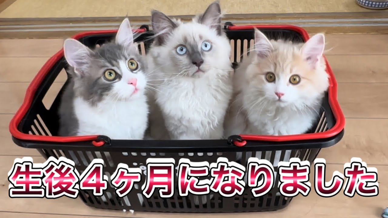 同じ日に生まれた兄妹弟　すくすく育った記録　生後4ヶ月になりました