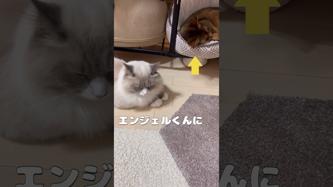 ちょっと怖い猫動画 #shorts #猫動画 #アビシニアン #サイベリアン #cat #まな猫