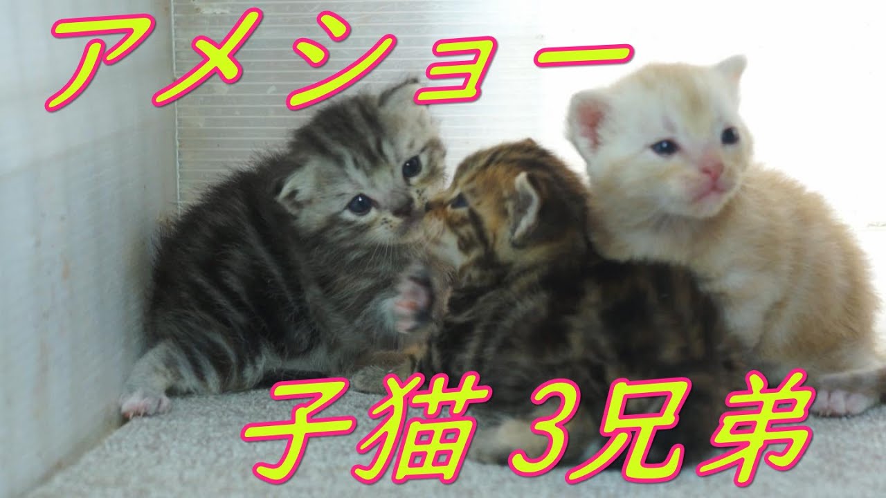 アメショー子猫