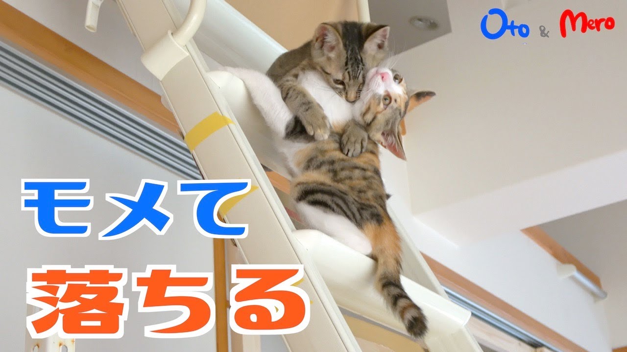 【元保護猫】階段の陣地争いでケンカしまくって、ついに落ちてしまう子猫｜階段の猫返しを攻略され危険なので登れないよう対策｜初めてのミルボラで我が家にきた子猫｜生後約3ヶ月弱｜kitten.cat.