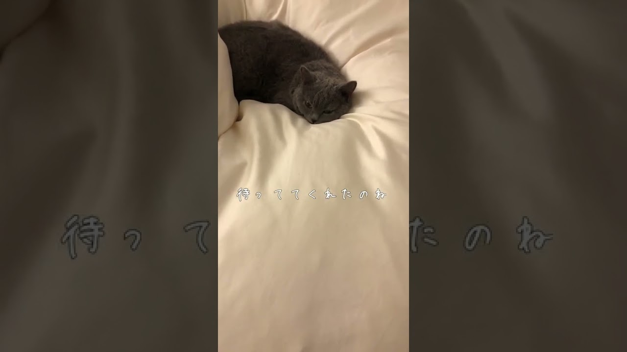 健気にベッドの上で待っててくれる猫❤️#shorts #猫 #cat #セルカークレックス #selkirkrex