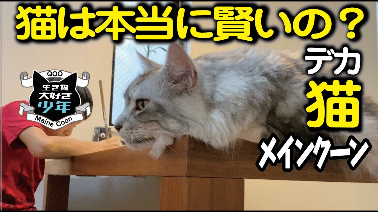 【メインクーン大型猫】猫は本当に賢いの？猫が人間の真似をしない理由とは／上野不忍池　灯籠流し