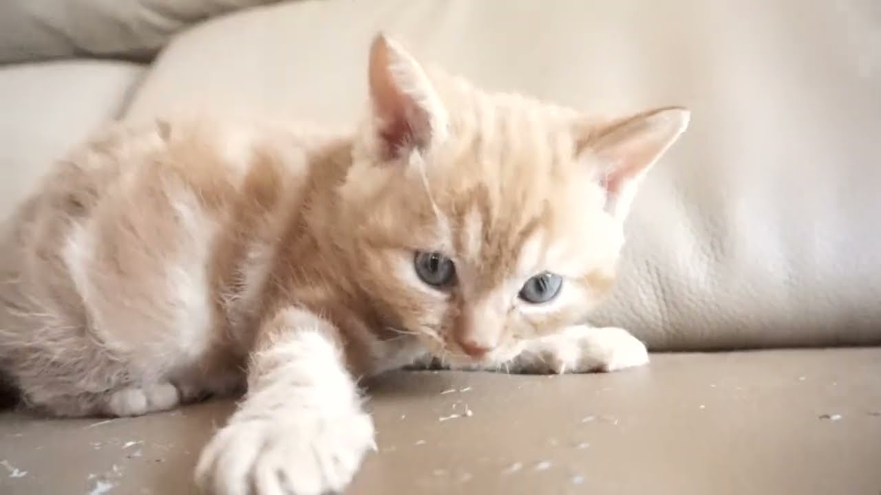 セルカークレックス子猫　2023.6.14産まれ 　レッドタビー　　男の子　シーダキャット猫のお店