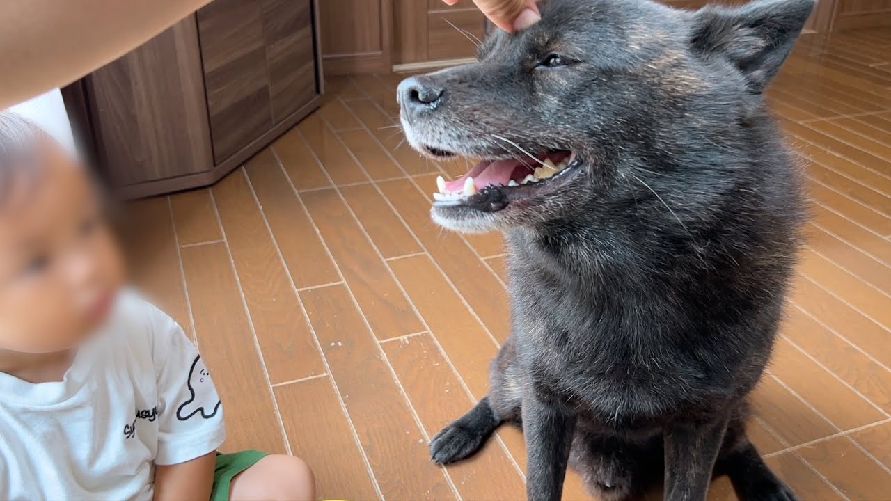 【幼児と甲斐犬と猫】お留守番映像を垂れ流ししてみた