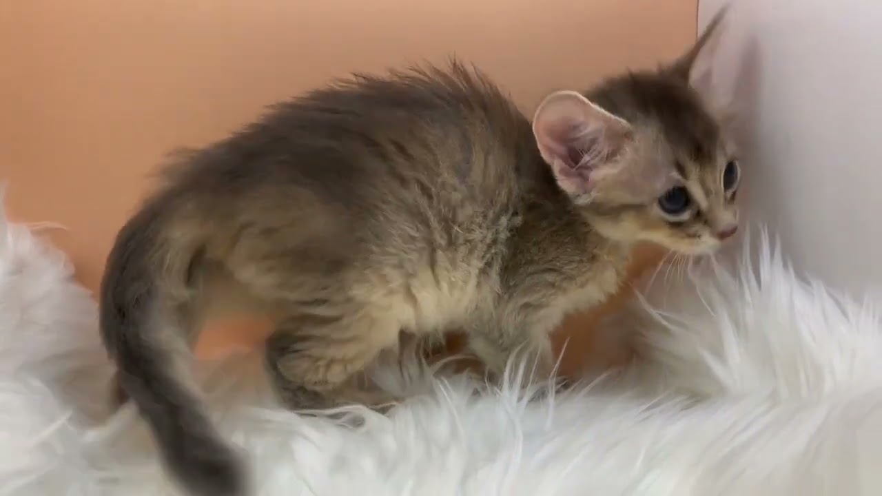 ソマリ 【ブルー】パッチリお目々のソマリ兄妹💕