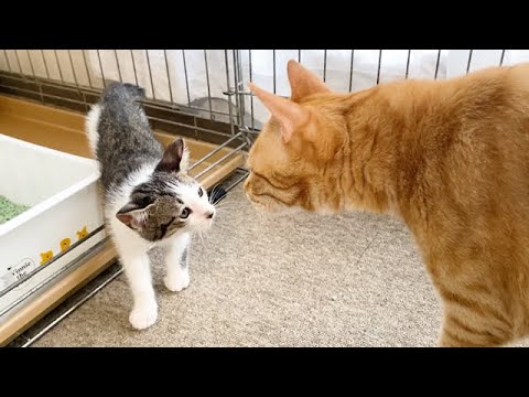 新入り子猫と対面した先住猫