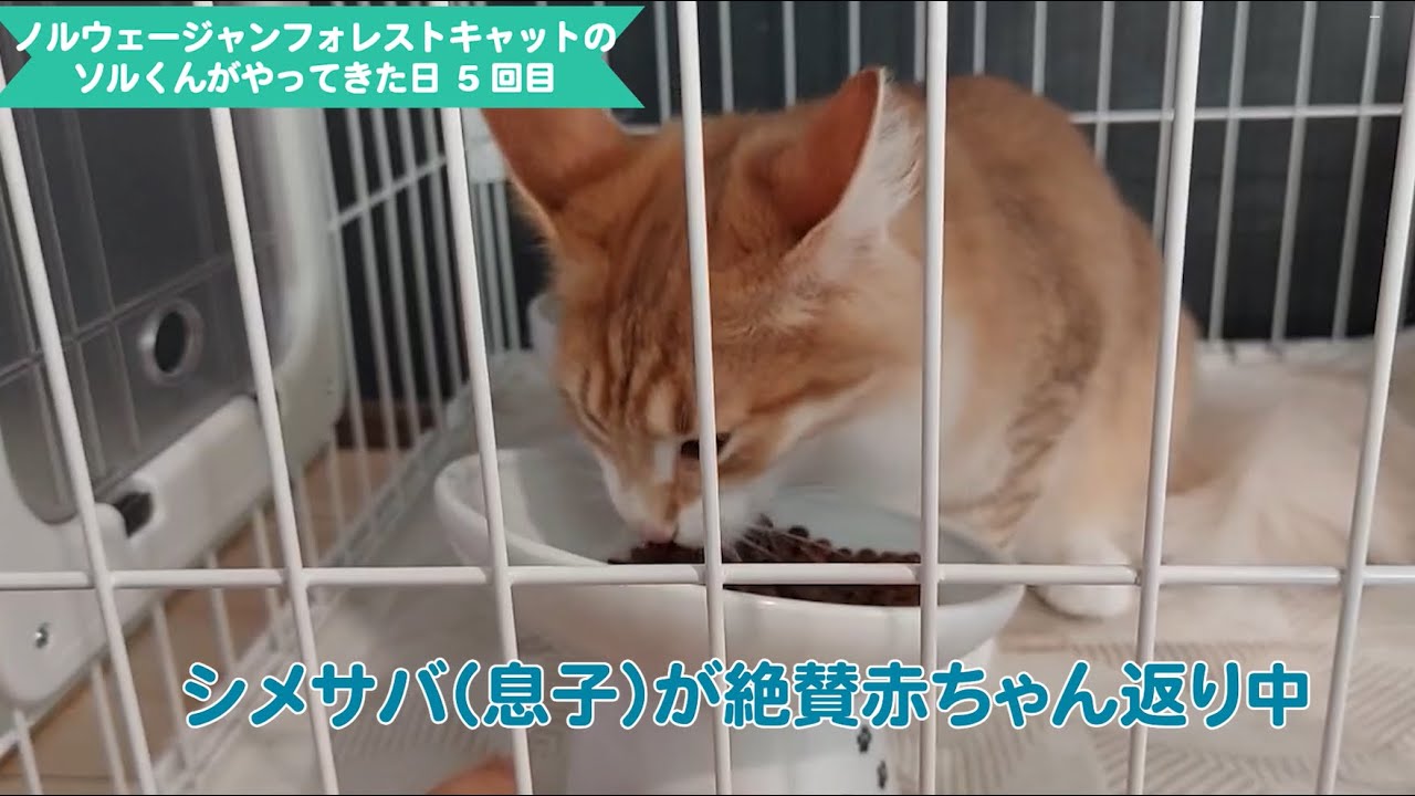 【5回目】ノルウェージャンフォレストキャットのソル君がやってきた！おうちで初ごはん、人間の5歳児は猫に嫉妬し赤ちゃん返り
