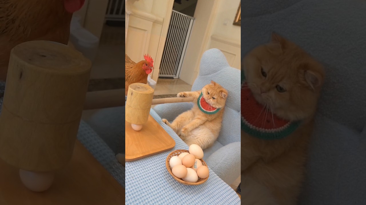 Fat Brown Cat want To Break Boxer Hen's Egg but He Can't, Funniest Compilation